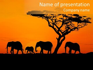 A Group Of Elephants Standing Under A Tree At Sunset PowerPoint Template