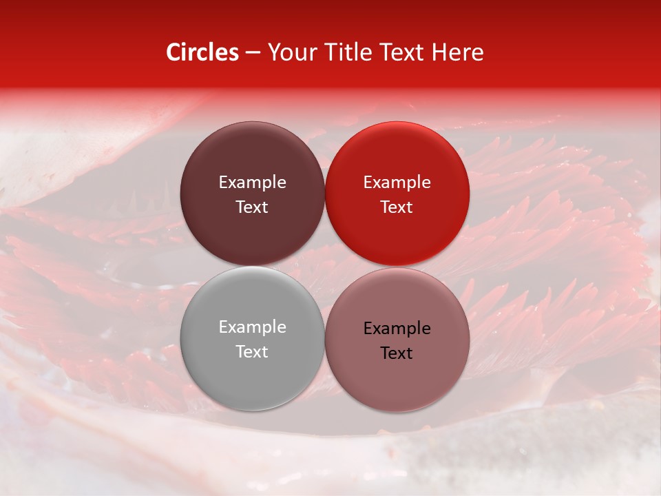 A Close Up Of A Red Flower On A White Surface PowerPoint Template