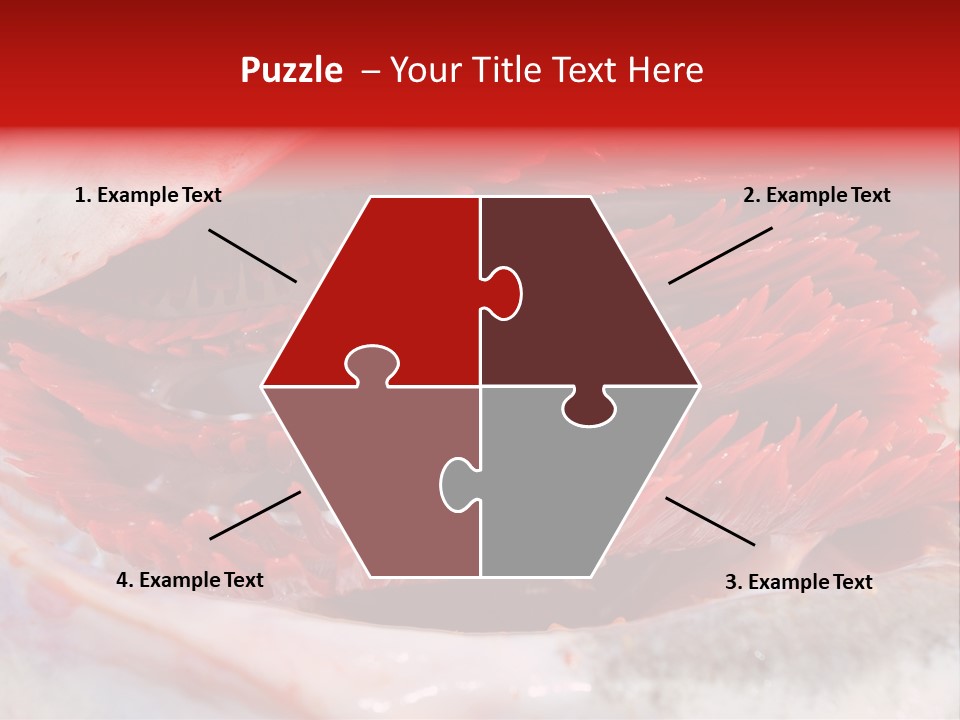 A Close Up Of A Red Flower On A White Surface PowerPoint Template