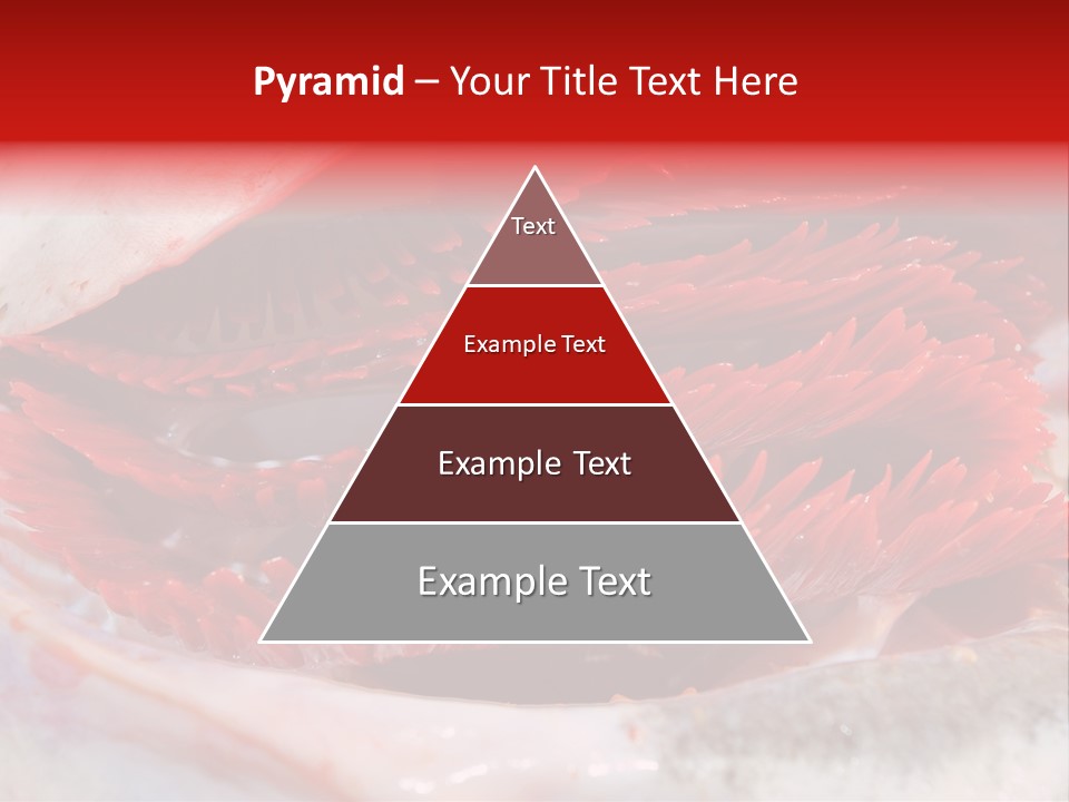 A Close Up Of A Red Flower On A White Surface PowerPoint Template