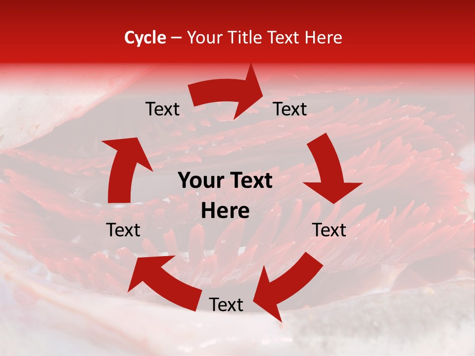 A Close Up Of A Red Flower On A White Surface PowerPoint Template