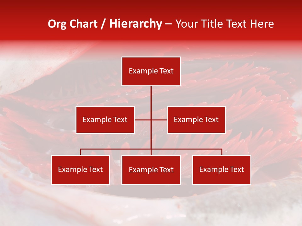 A Close Up Of A Red Flower On A White Surface PowerPoint Template