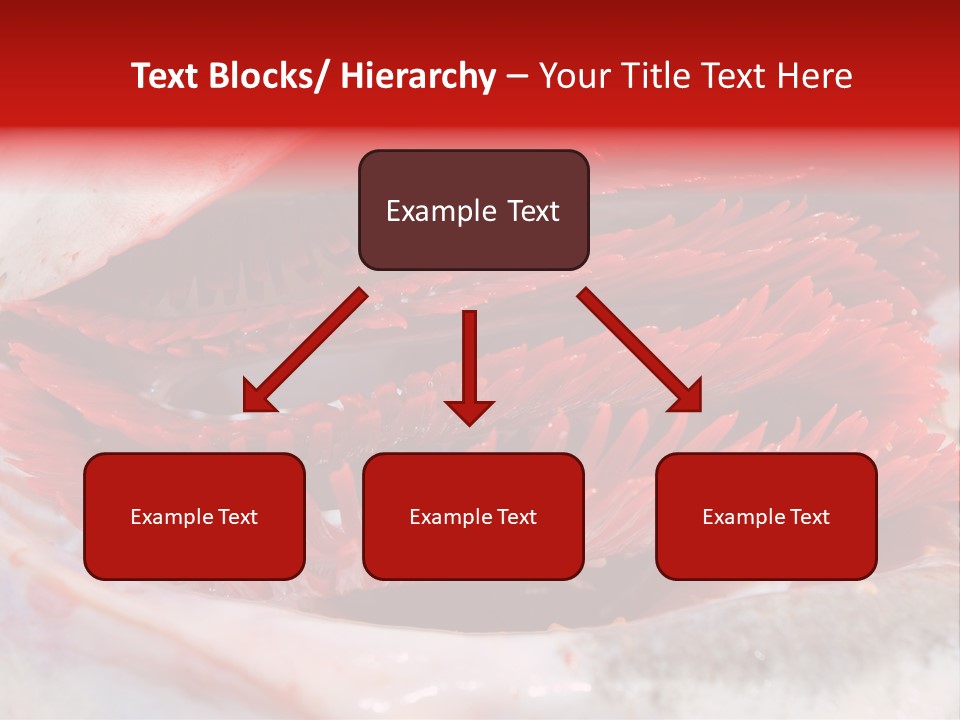 A Close Up Of A Red Flower On A White Surface PowerPoint Template