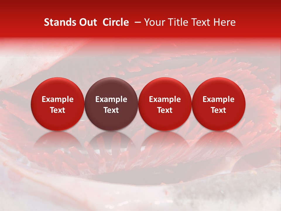 A Close Up Of A Red Flower On A White Surface PowerPoint Template