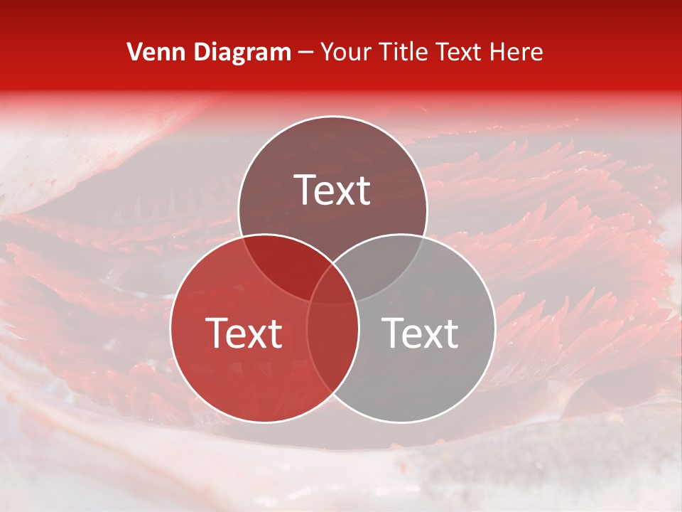 A Close Up Of A Red Flower On A White Surface PowerPoint Template