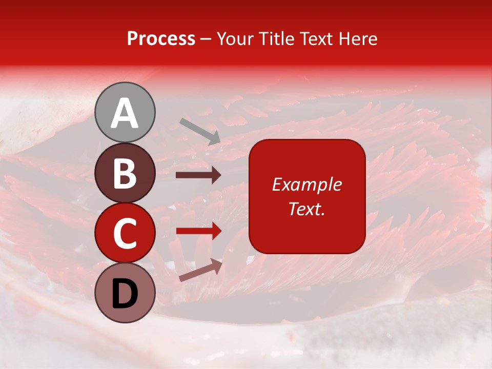 A Close Up Of A Red Flower On A White Surface PowerPoint Template