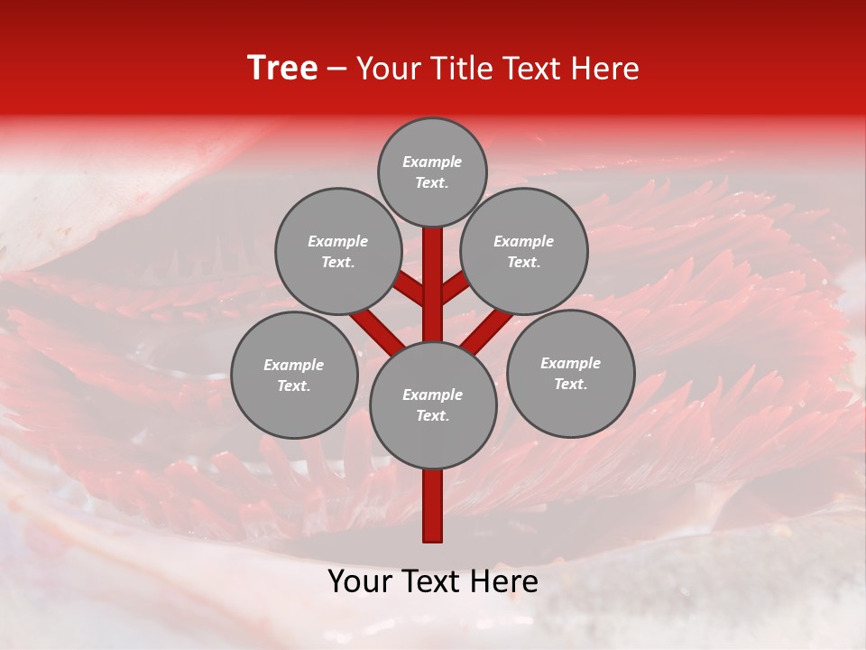 A Close Up Of A Red Flower On A White Surface PowerPoint Template