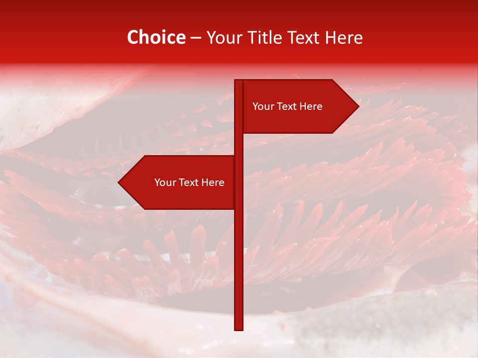 A Close Up Of A Red Flower On A White Surface PowerPoint Template