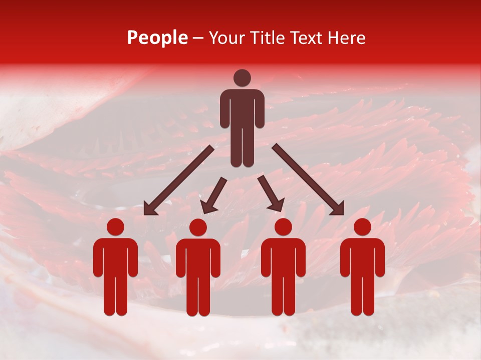 A Close Up Of A Red Flower On A White Surface PowerPoint Template