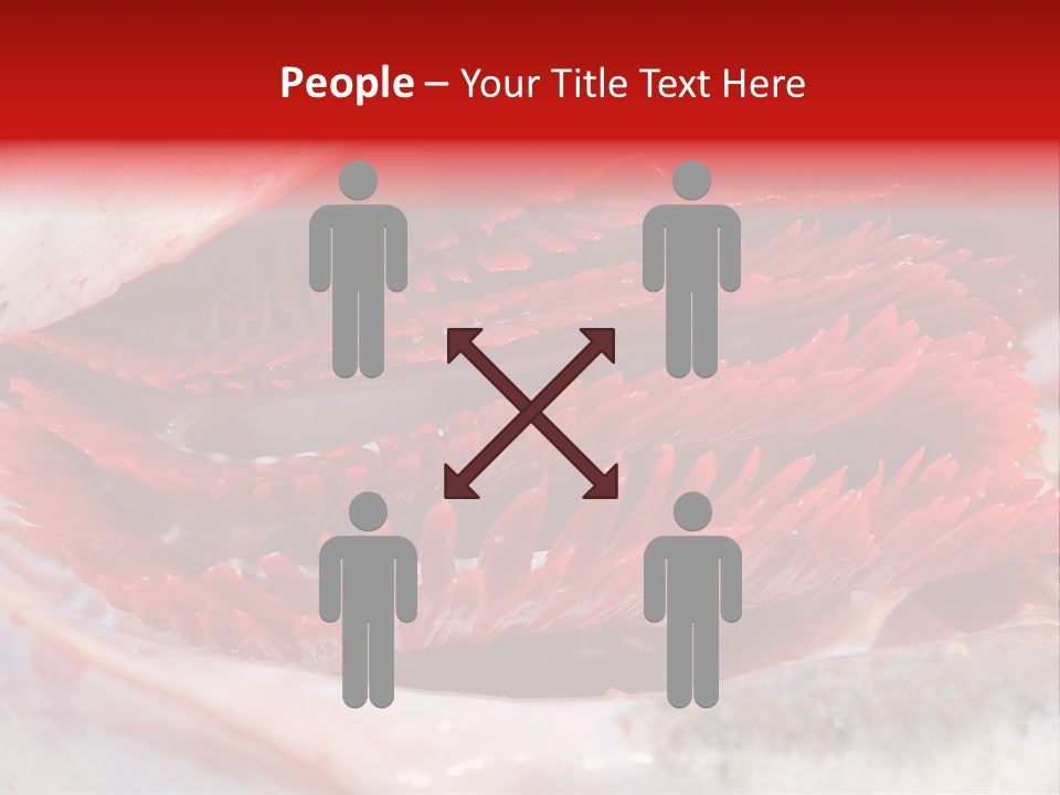 A Close Up Of A Red Flower On A White Surface PowerPoint Template