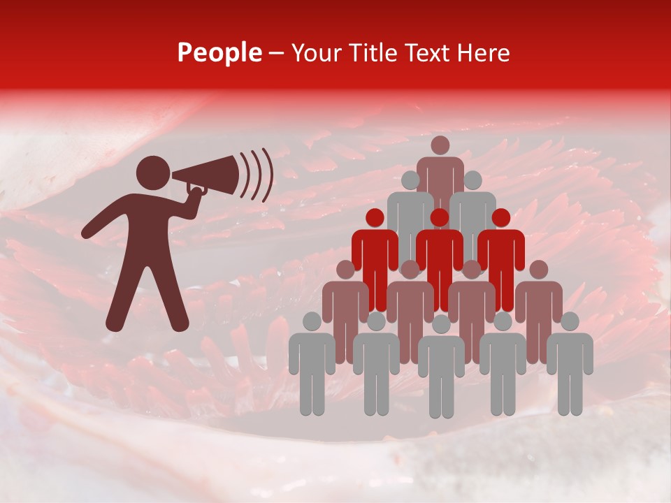 A Close Up Of A Red Flower On A White Surface PowerPoint Template