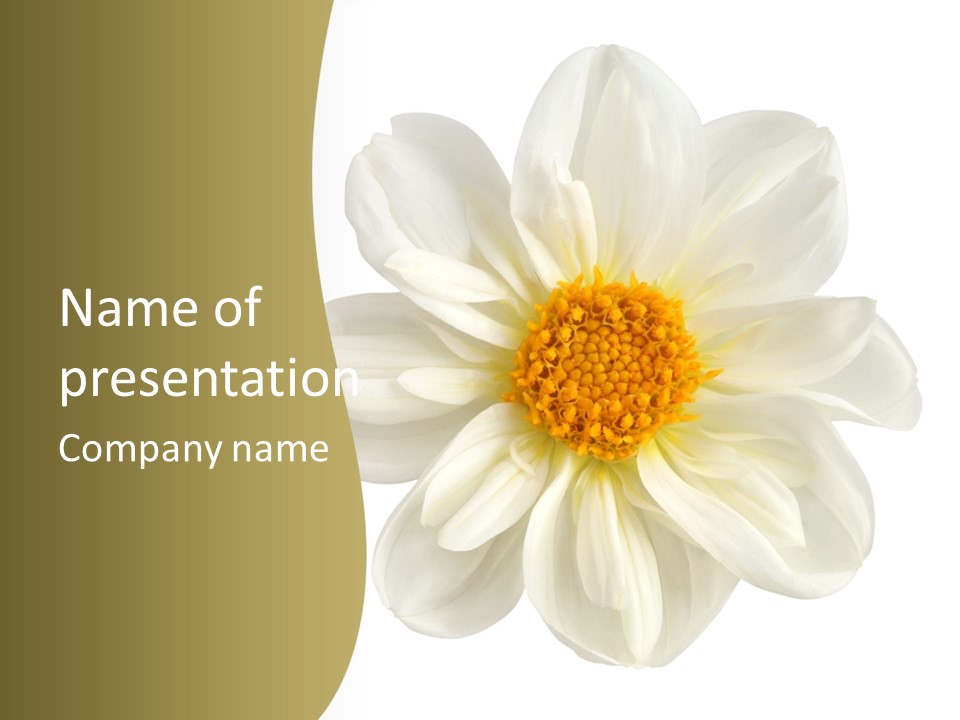 A White Flower With Yellow Center On A White Background PowerPoint Template