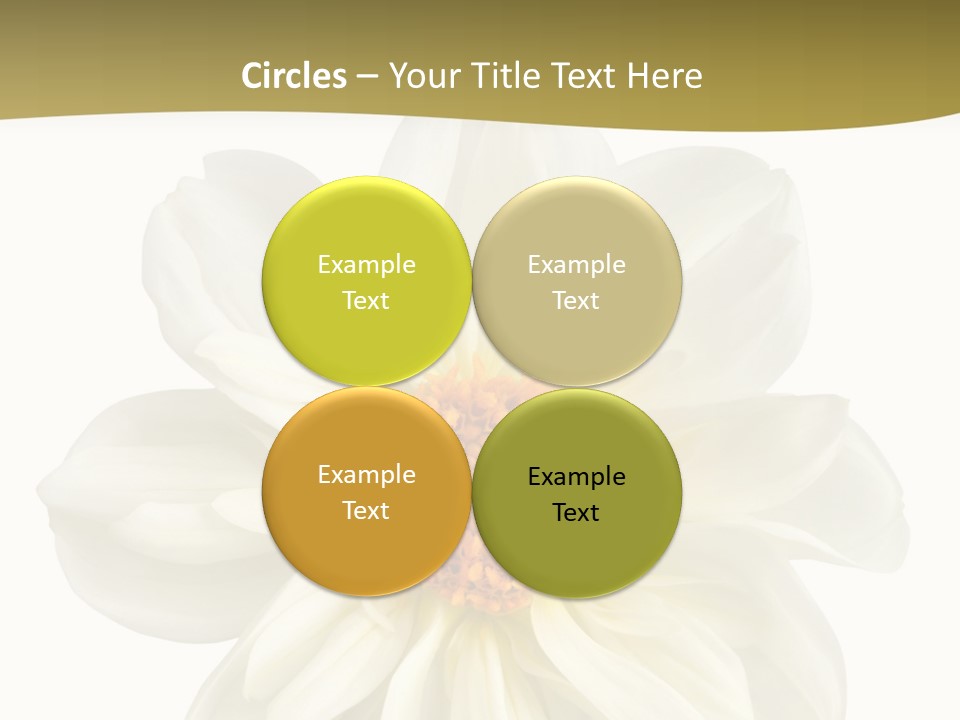 A White Flower With Yellow Center On A White Background PowerPoint Template