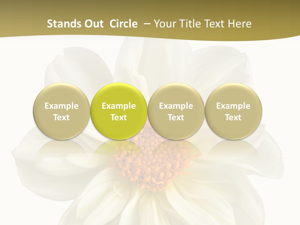 A White Flower With Yellow Center On A White Background PowerPoint Template