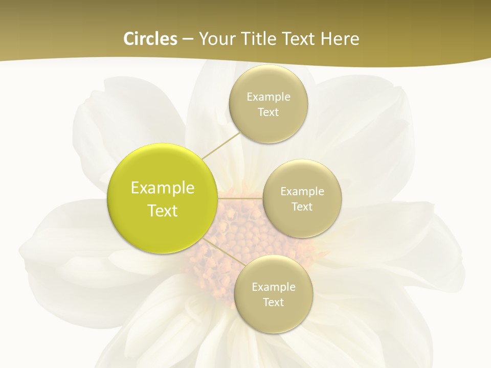 A White Flower With Yellow Center On A White Background PowerPoint Template