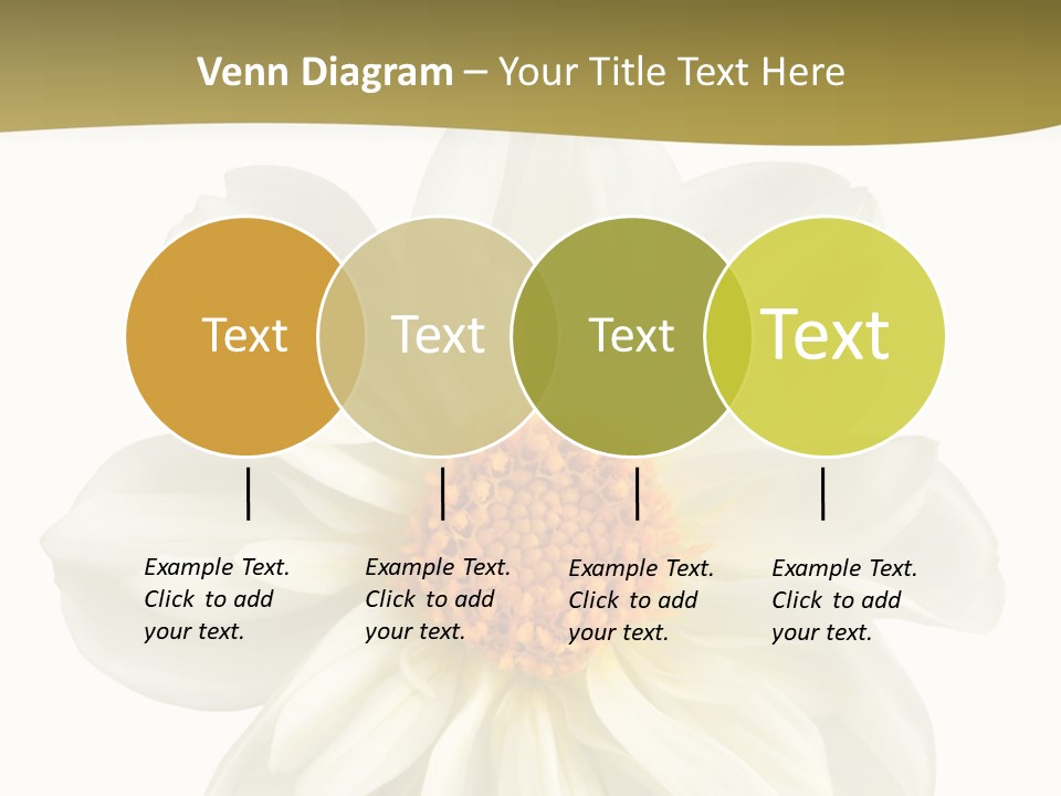 A White Flower With Yellow Center On A White Background PowerPoint Template