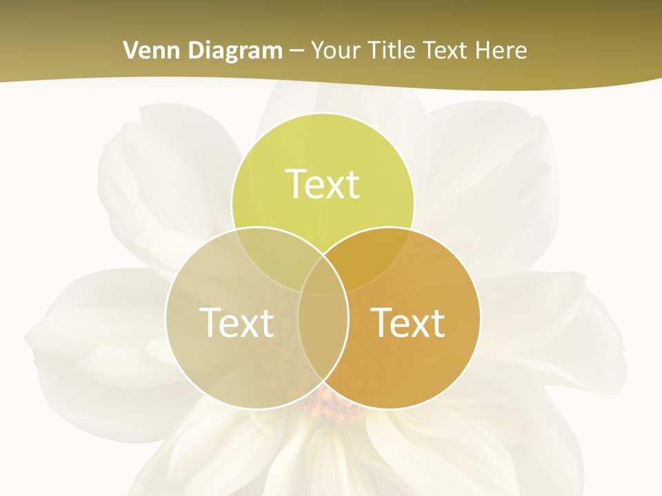A White Flower With Yellow Center On A White Background PowerPoint Template