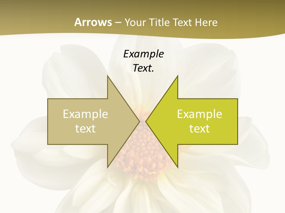 A White Flower With Yellow Center On A White Background PowerPoint Template