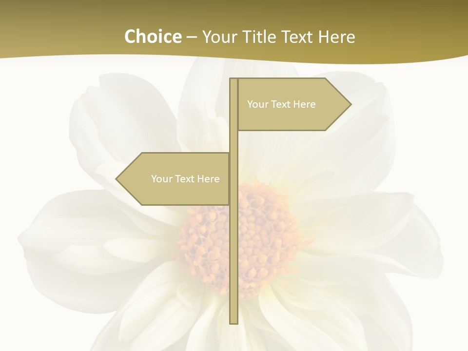 A White Flower With Yellow Center On A White Background PowerPoint Template