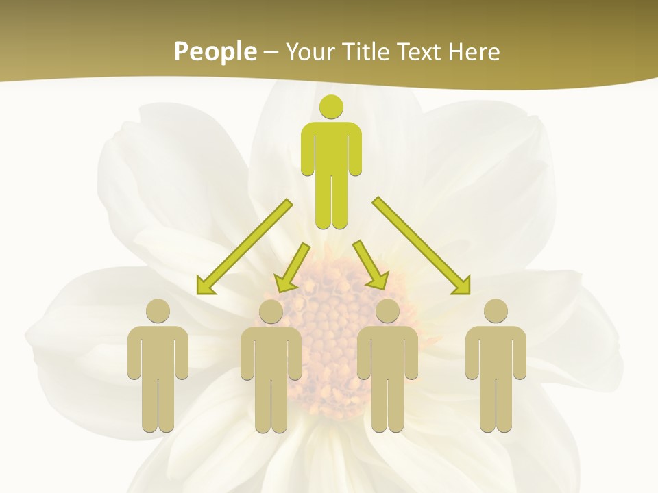 A White Flower With Yellow Center On A White Background PowerPoint Template