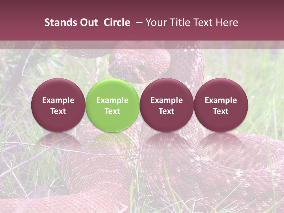 Rattlesnake Tongue Diamond PowerPoint Template