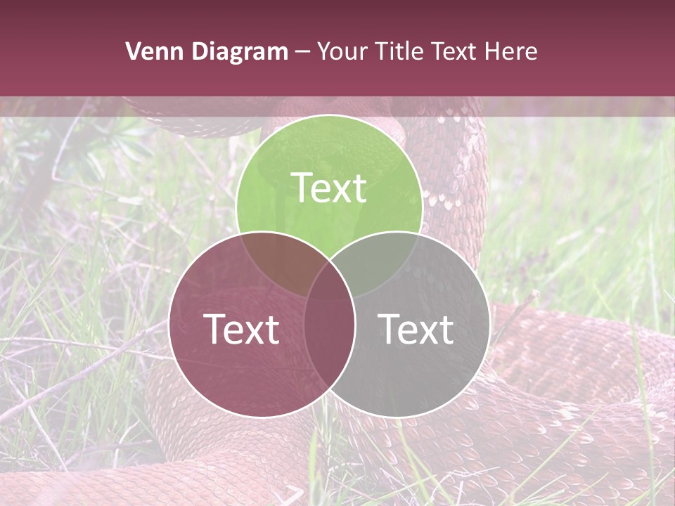 Rattlesnake Tongue Diamond PowerPoint Template