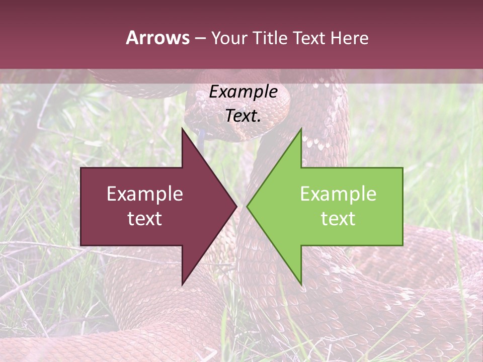 Rattlesnake Tongue Diamond PowerPoint Template