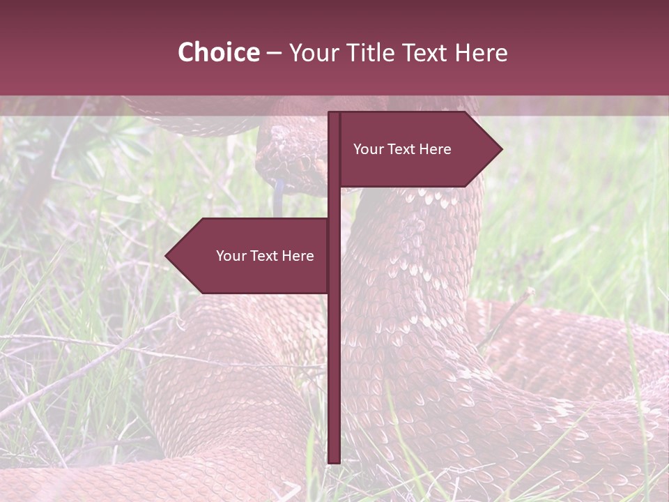 Rattlesnake Tongue Diamond PowerPoint Template