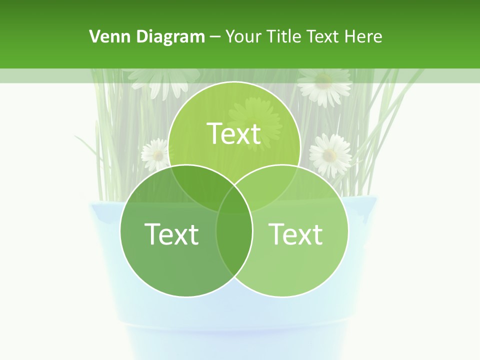 Garden Daisy Potted PowerPoint Template