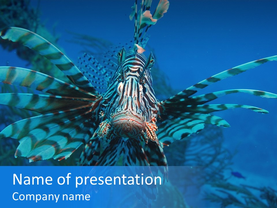 Lionfish Fish Freeport PowerPoint Template