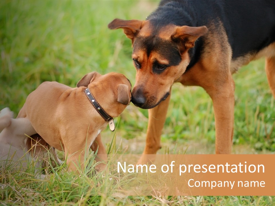 A Couple Of Dogs That Are Standing In The Grass PowerPoint Template