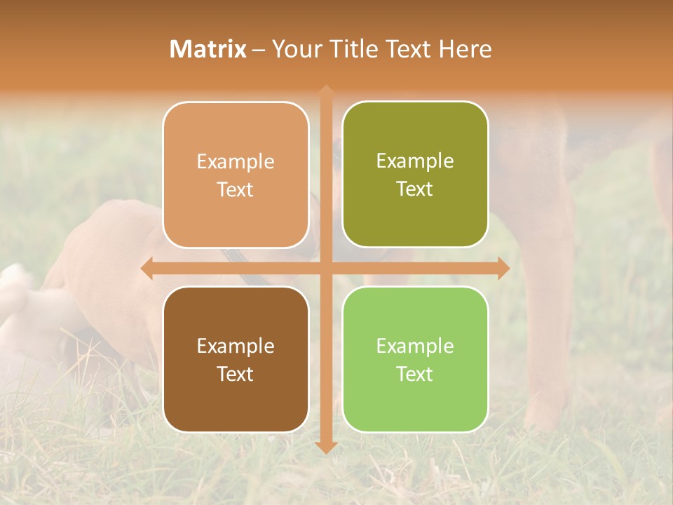 A Couple Of Dogs That Are Standing In The Grass PowerPoint Template