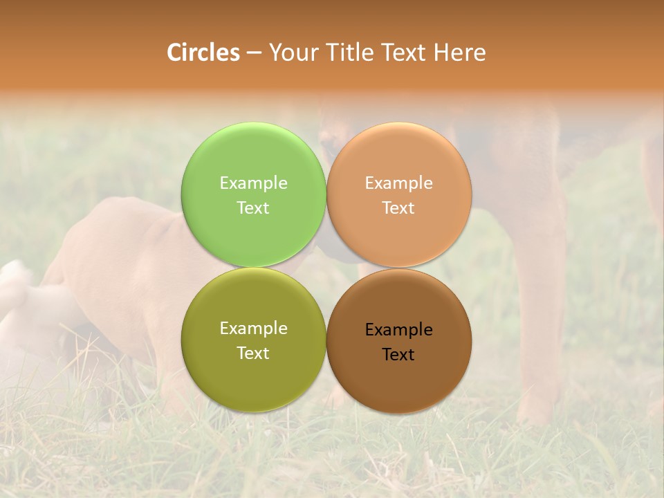 A Couple Of Dogs That Are Standing In The Grass PowerPoint Template