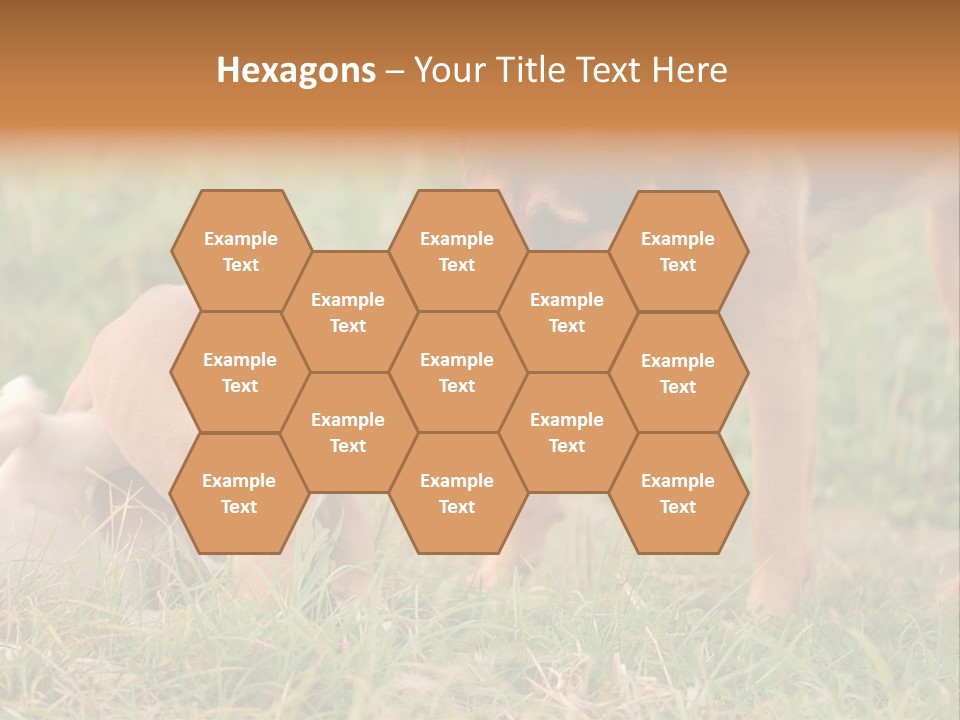 A Couple Of Dogs That Are Standing In The Grass PowerPoint Template