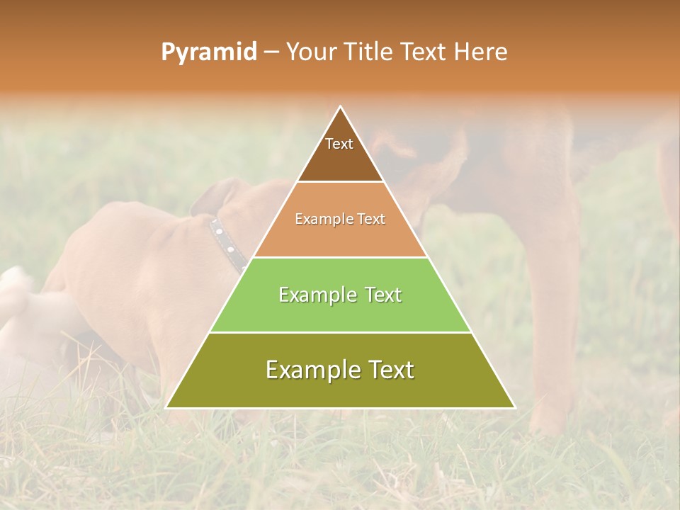 A Couple Of Dogs That Are Standing In The Grass PowerPoint Template