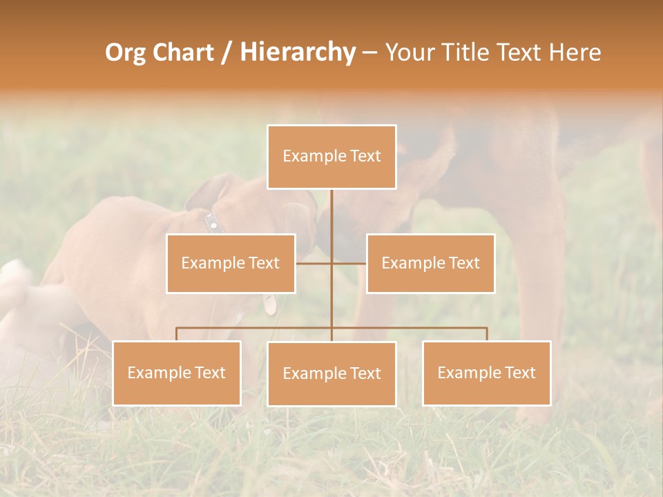 A Couple Of Dogs That Are Standing In The Grass PowerPoint Template