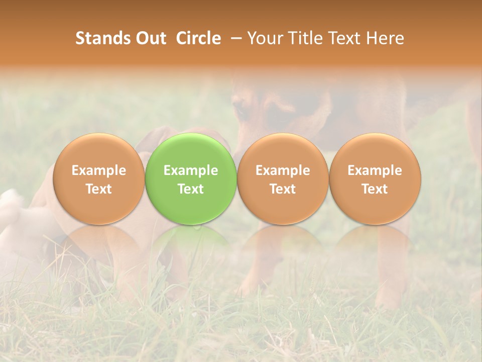 A Couple Of Dogs That Are Standing In The Grass PowerPoint Template