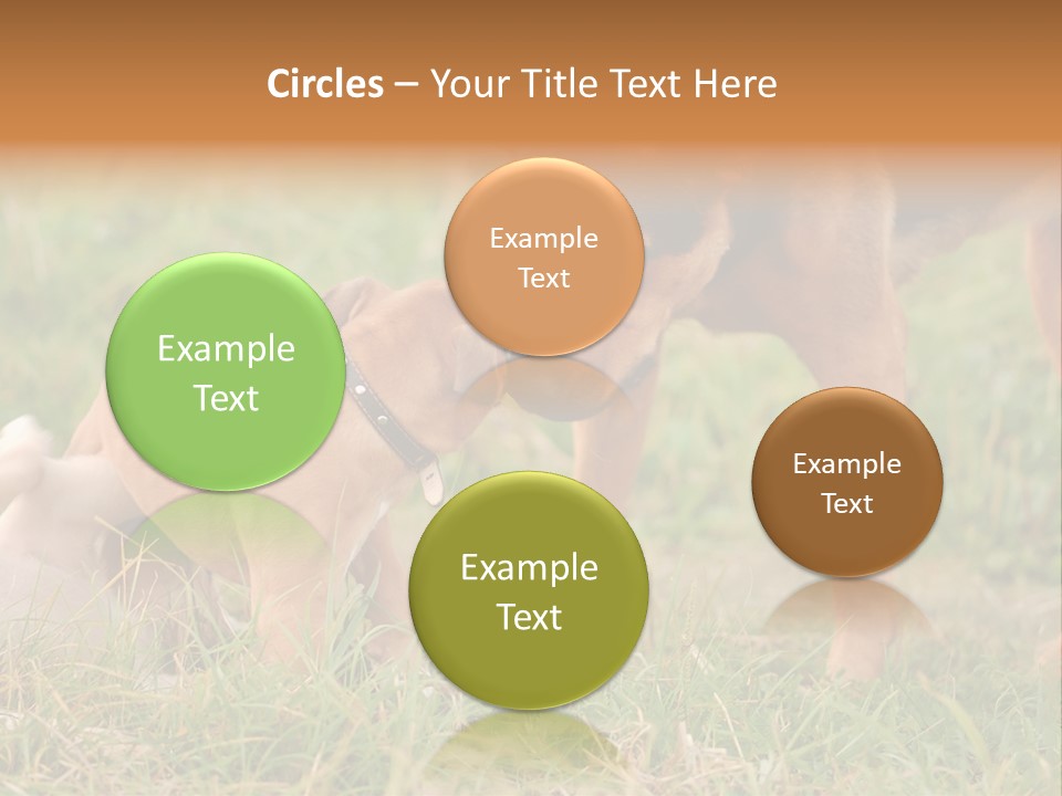 A Couple Of Dogs That Are Standing In The Grass PowerPoint Template