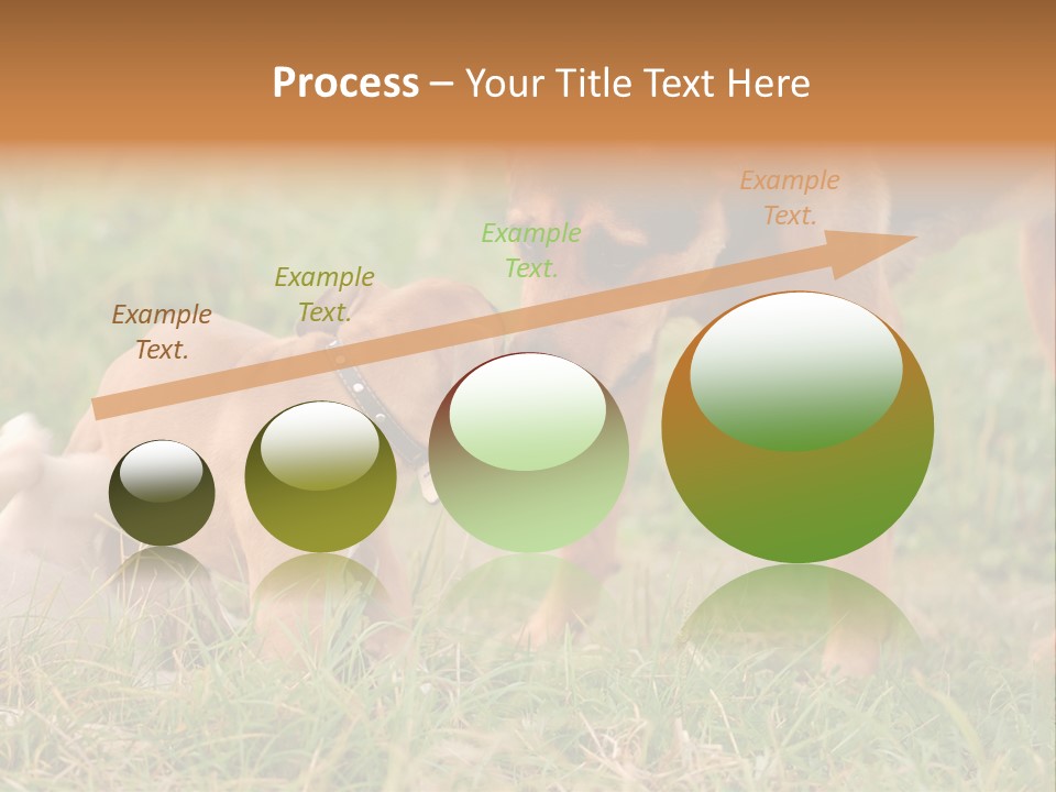 A Couple Of Dogs That Are Standing In The Grass PowerPoint Template