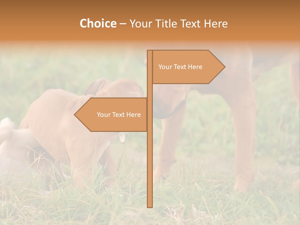 A Couple Of Dogs That Are Standing In The Grass PowerPoint Template