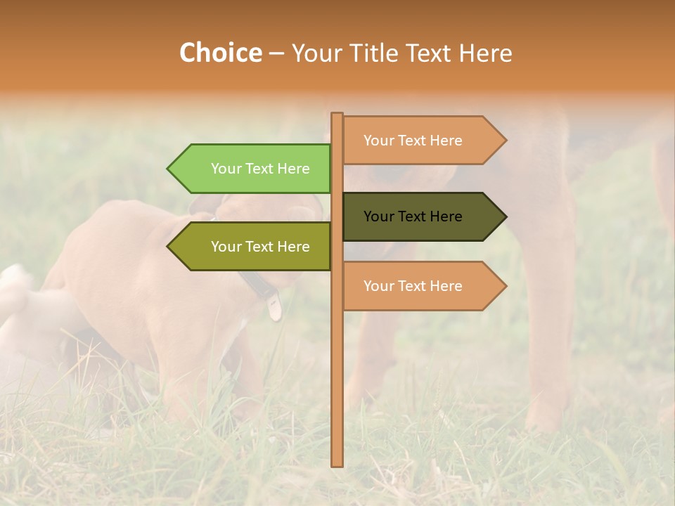 A Couple Of Dogs That Are Standing In The Grass PowerPoint Template