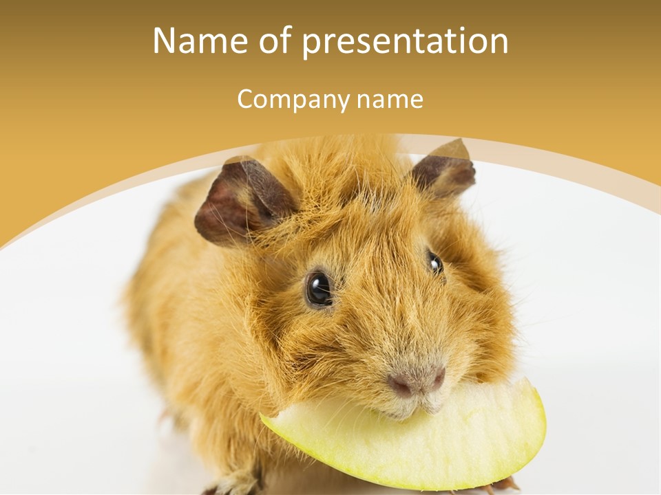 A Hamster With A Piece Of Apple In Its Mouth PowerPoint Template