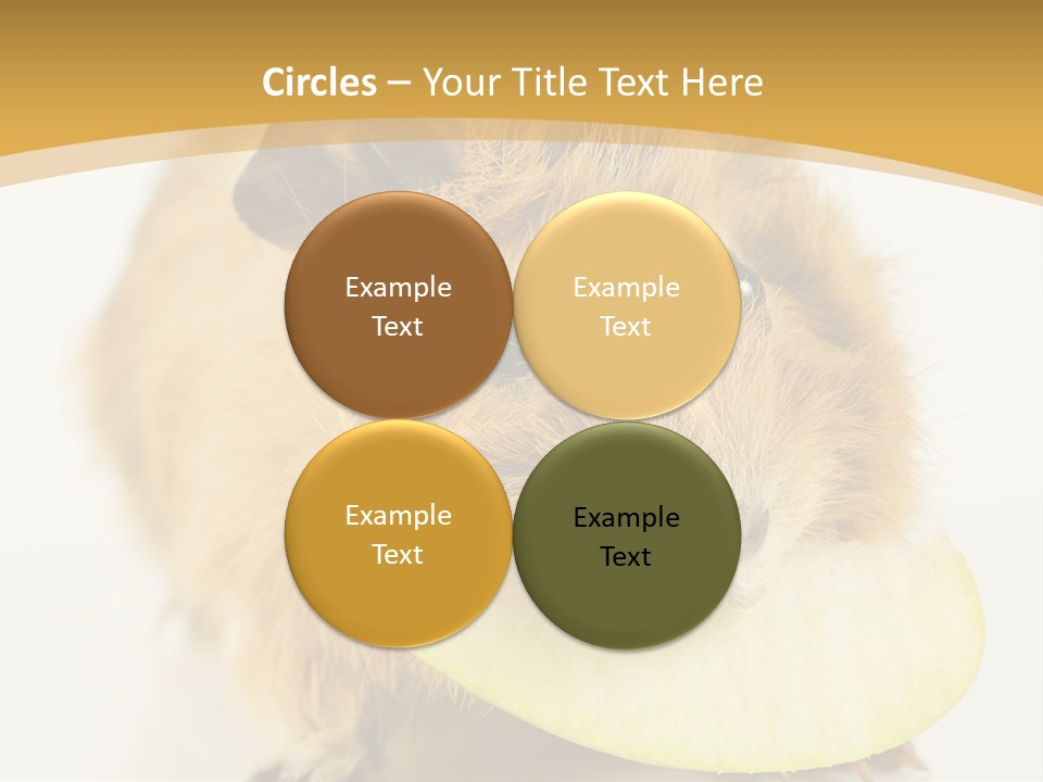 A Hamster With A Piece Of Apple In Its Mouth PowerPoint Template