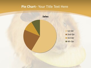 A Hamster With A Piece Of Apple In Its Mouth PowerPoint Template