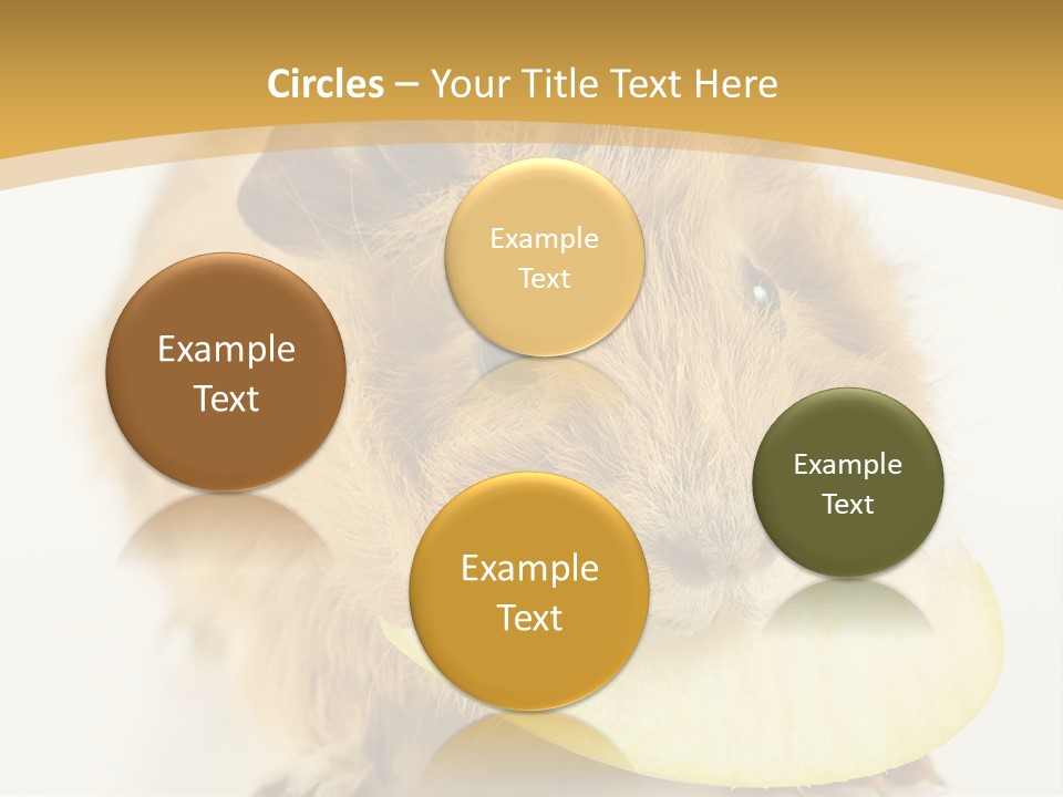 A Hamster With A Piece Of Apple In Its Mouth PowerPoint Template