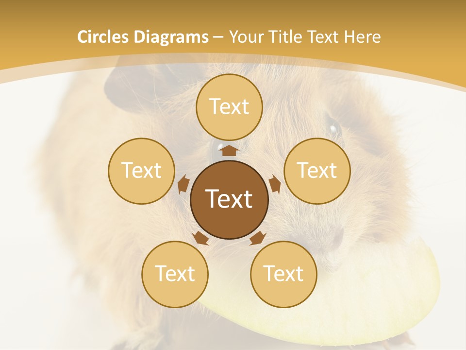 A Hamster With A Piece Of Apple In Its Mouth PowerPoint Template