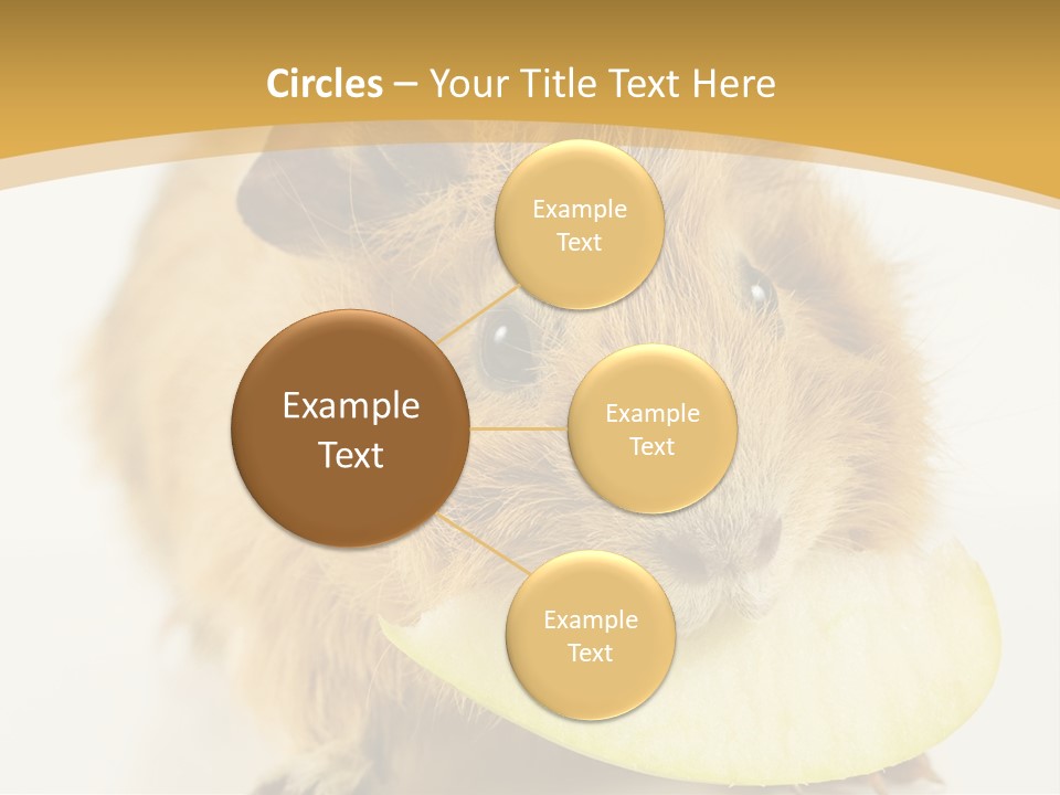 A Hamster With A Piece Of Apple In Its Mouth PowerPoint Template