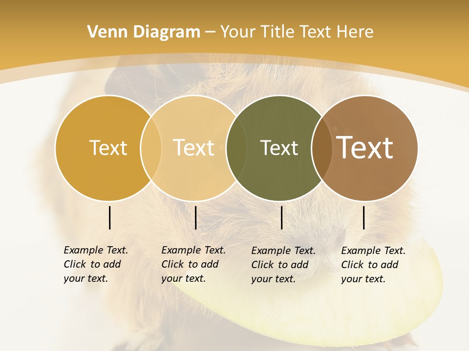 A Hamster With A Piece Of Apple In Its Mouth PowerPoint Template