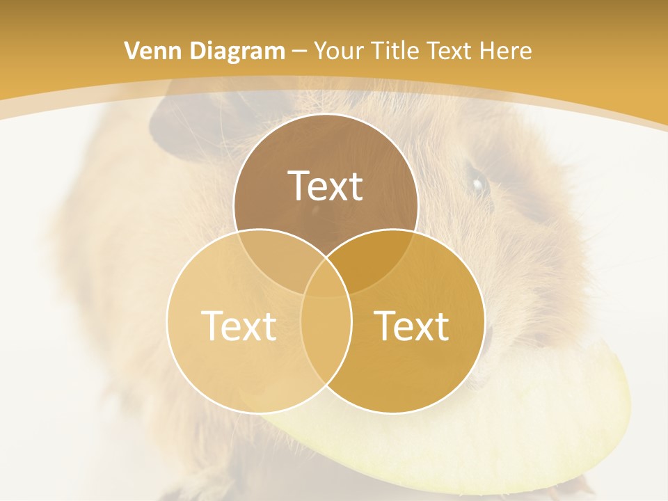 A Hamster With A Piece Of Apple In Its Mouth PowerPoint Template