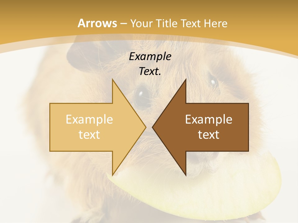 A Hamster With A Piece Of Apple In Its Mouth PowerPoint Template